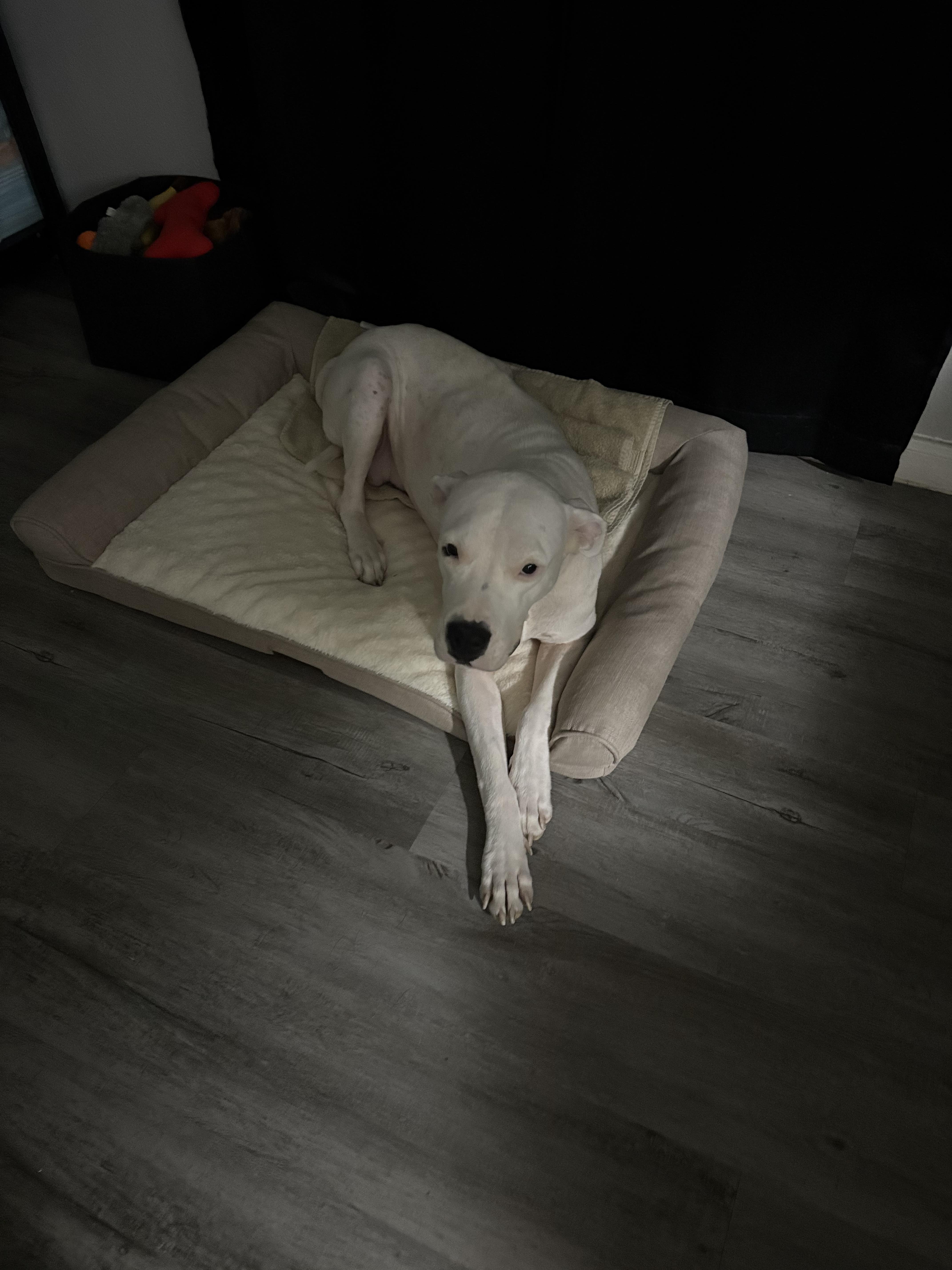 Georgia Peach thumbnail 6