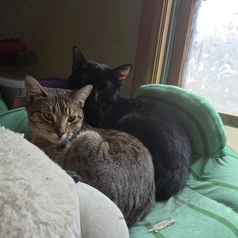 An adult medium-sized female Black Domestic Short Hair cat named Pansy for adoption in Inver Grove Heights, MN