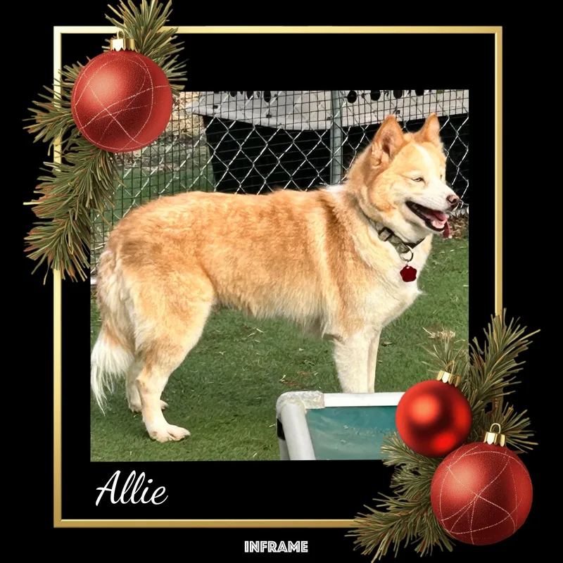An adult medium-sized female Apricot / Beige Pomsky dog named Allie for adoption in Fredericksburg, VA