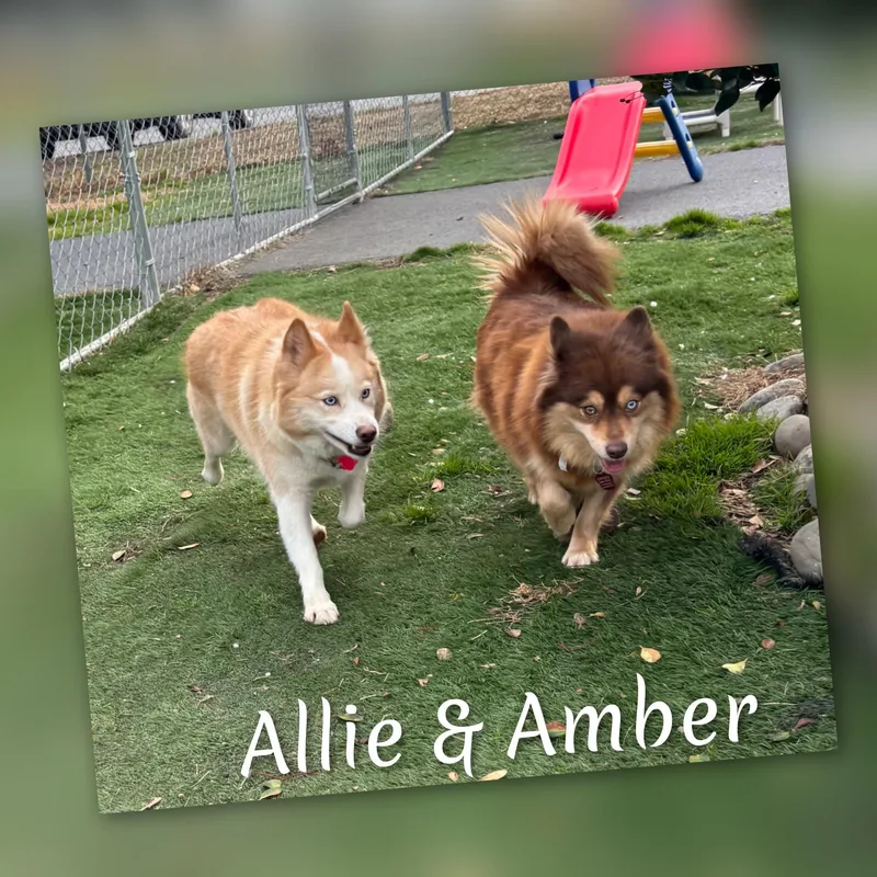 Allie thumbnail 3