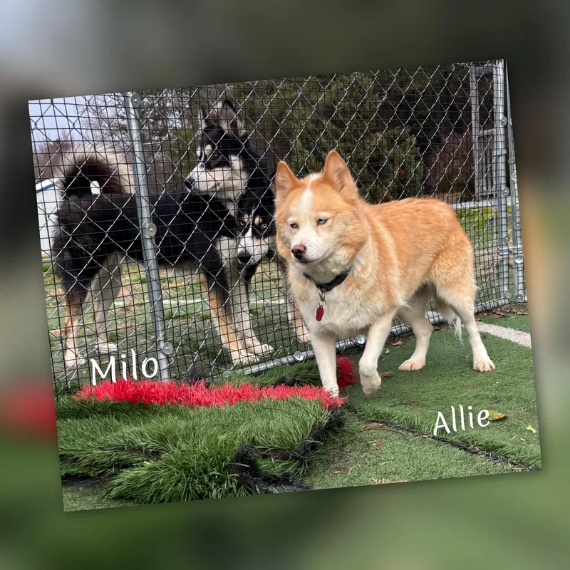 Allie thumbnail 4