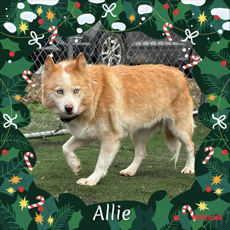 Allie thumbnail 5