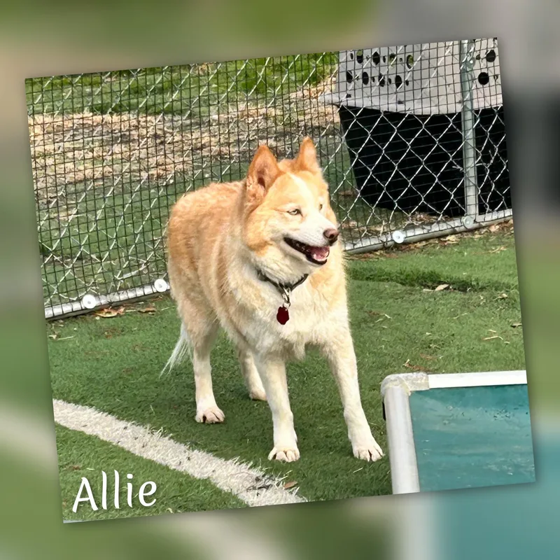 Allie thumbnail 6