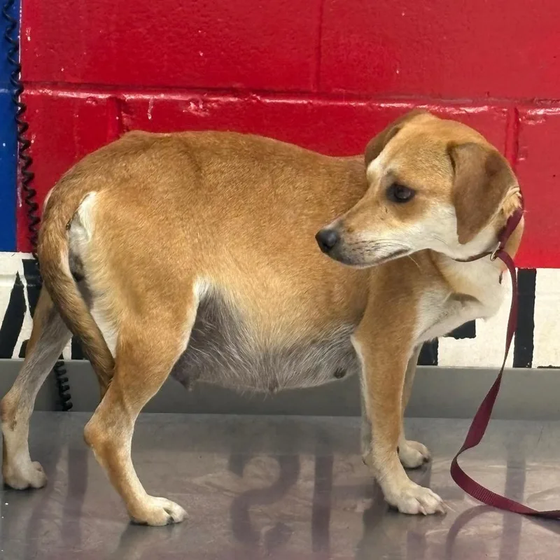 An adult small-sized female Brown / Chocolate Chihuahua dog named Little Momma for adoption in Lufkin, TX