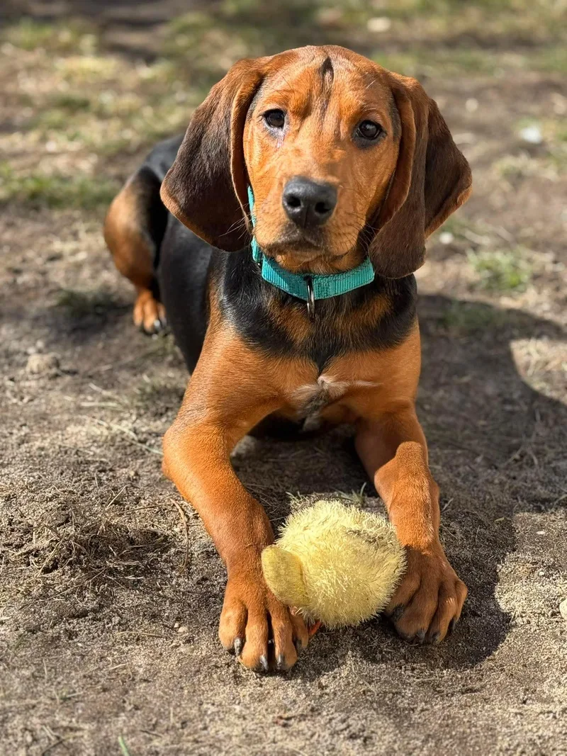 A baby large-sized female Hound dog named Birdie for adoption in Holbrook, NY