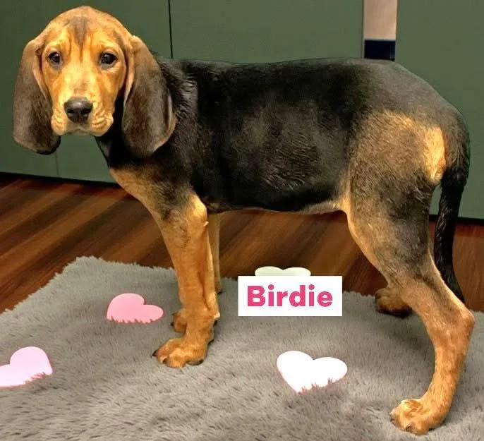 Birdie thumbnail 2