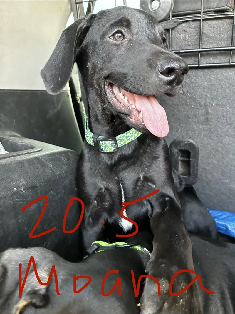 A baby medium-sized female Doberman Pinscher dog named Moana for adoption in Phoenix, AZ