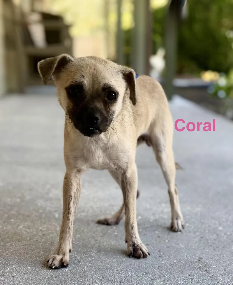 An adult small-sized female Apricot / Beige Pug dog named Coral for adoption in Pawleys Island, SC