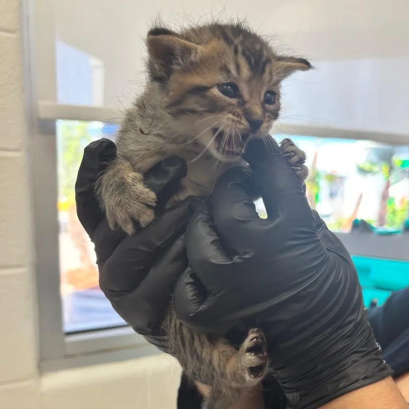 A baby small-sized female Brown / Chocolate Domestic Short Hair cat named Saturn for adoption in Corpus Christi, TX