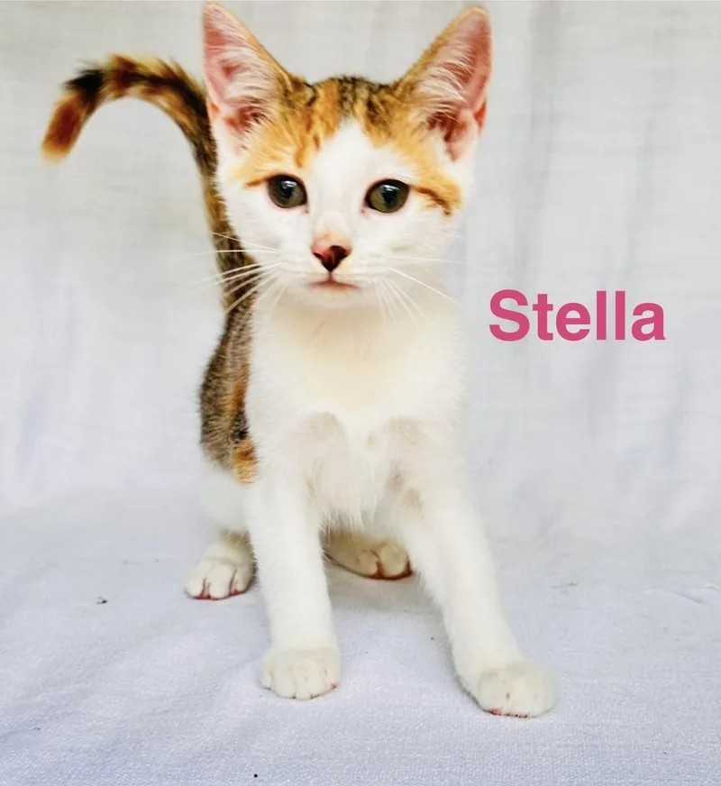Stella thumbnail 6