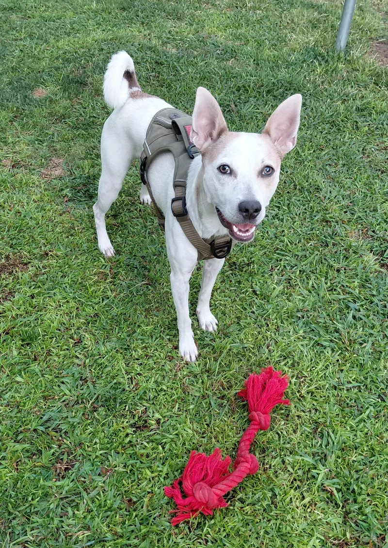 A young medium-sized male White / Cream Cattle Dog dog named Max for adoption in Albuquerque, NM