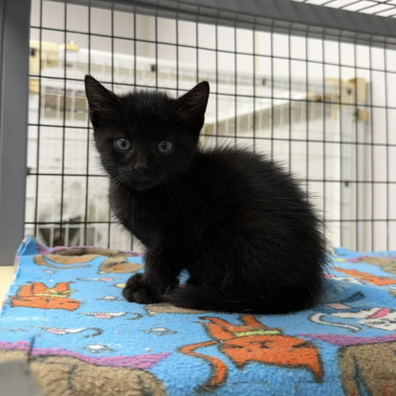 A baby medium-sized male Black Domestic Short Hair cat named Bobby for adoption in Senatobia, MS