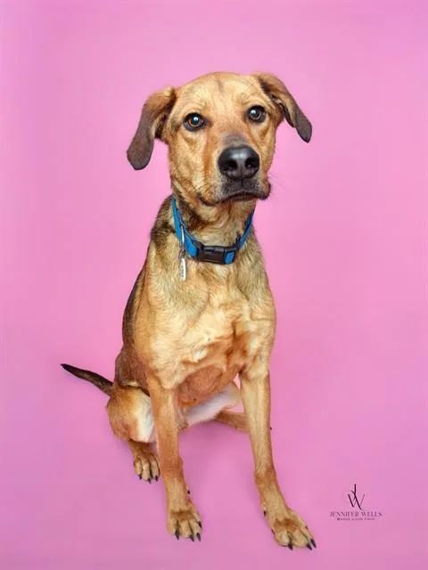 An adult large-sized male German Shepherd Dog dog named Pollo for adoption in Upper Marlboro, MD