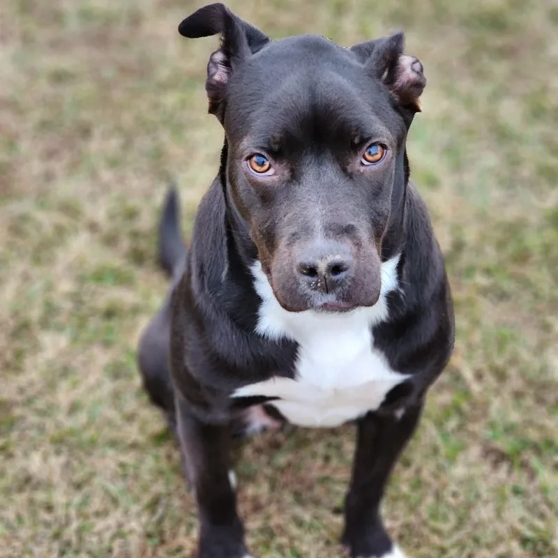 An adult medium-sized female American Staffordshire Terrier dog named Marlena for adoption in Sheridan, AR
