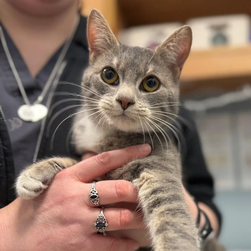 An adult medium-sized female Domestic Short Hair cat named Hijinx for adoption in New Castle, DE
