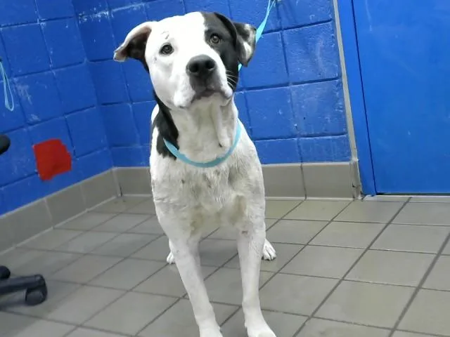 An adult large-sized male Staffordshire Bull Terrier dog named Chess for adoption in Albuquerque, NM