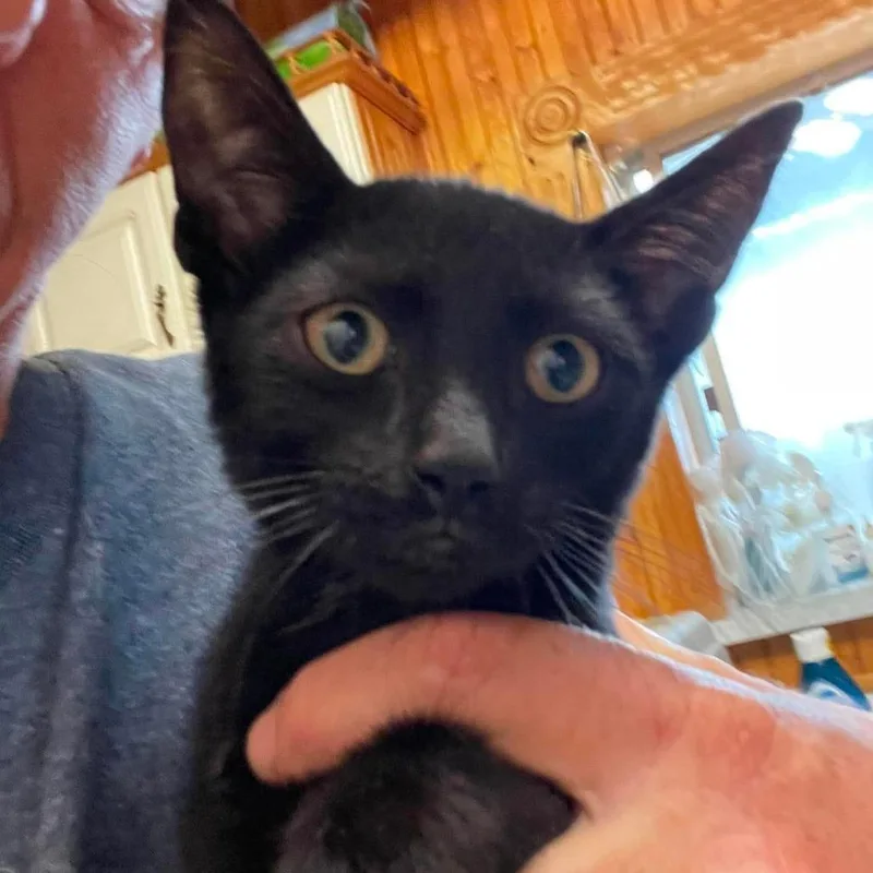 A baby small-sized male Black Domestic Short Hair cat named Yuma for adoption in Hemet, CA