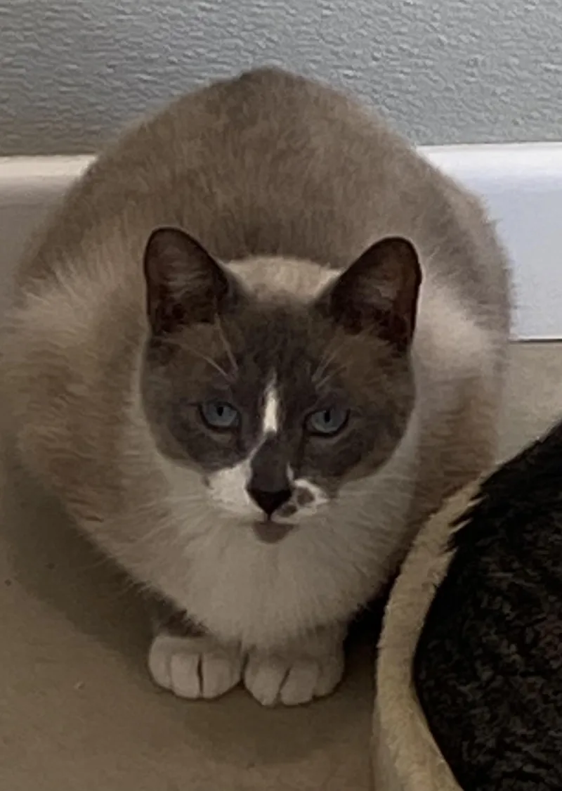 An adult medium-sized male Seal Point Siamese cat named Mystic for adoption in Henrietta, TX
