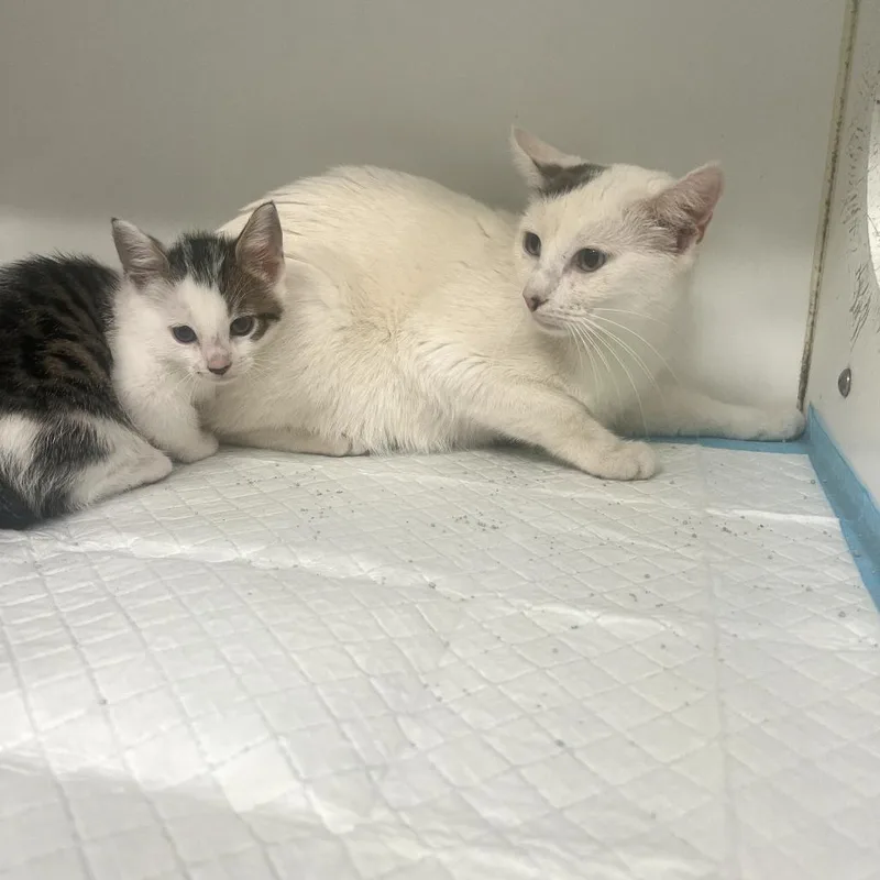 A young small-sized female White Domestic Short Hair cat named Sundae for adoption in Columbus, GA