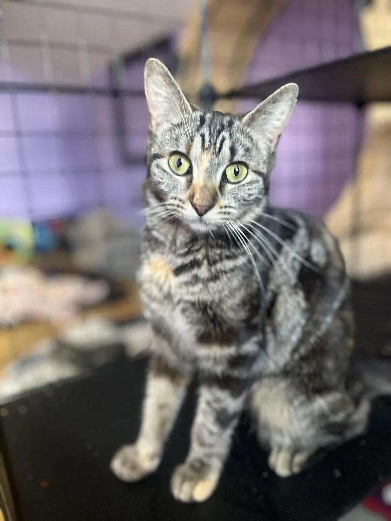 A young medium-sized female Brown / Chocolate Bengal cat named Mau for adoption in Newark valley, NY