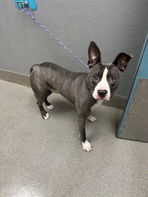 A young large-sized male Pit Bull Terrier dog named Grupert for adoption in Las Vegas, NV