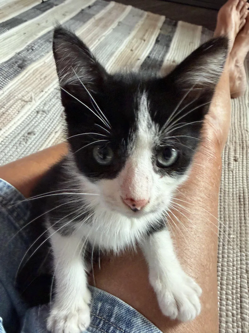 A baby medium-sized female Black & White / Tuxedo Domestic Short Hair cat named Lil Moo Moo for adoption in Orlando, FL