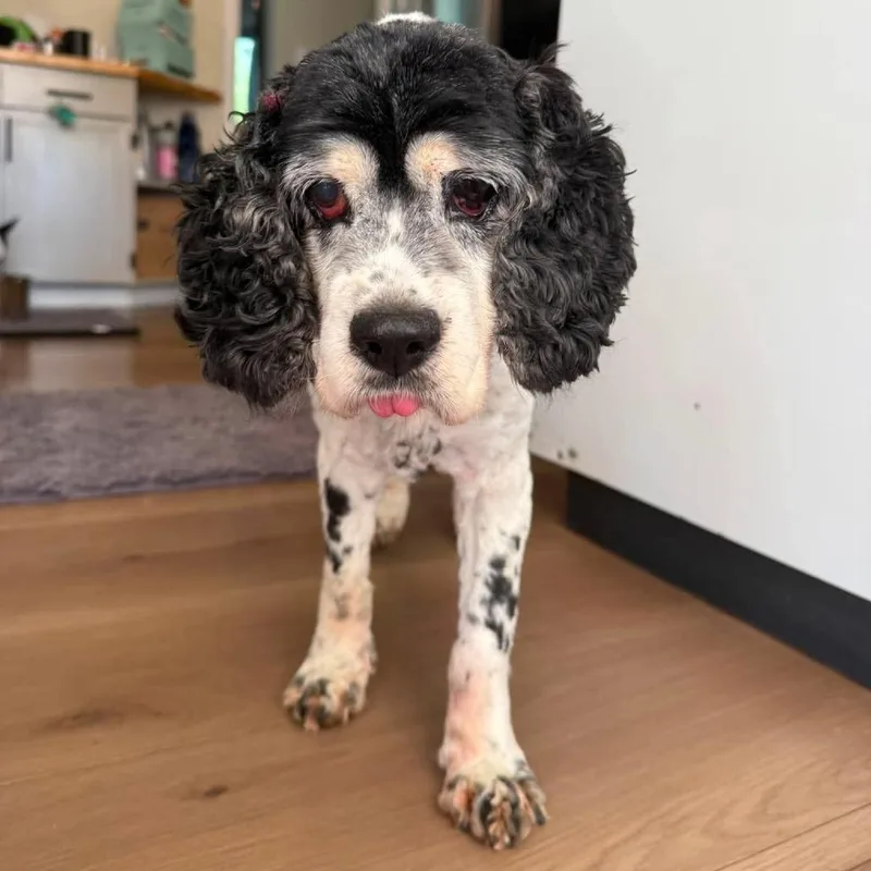 A senior small-sized female White / Cream Cocker Spaniel dog named Moo for adoption in Jackson, MO