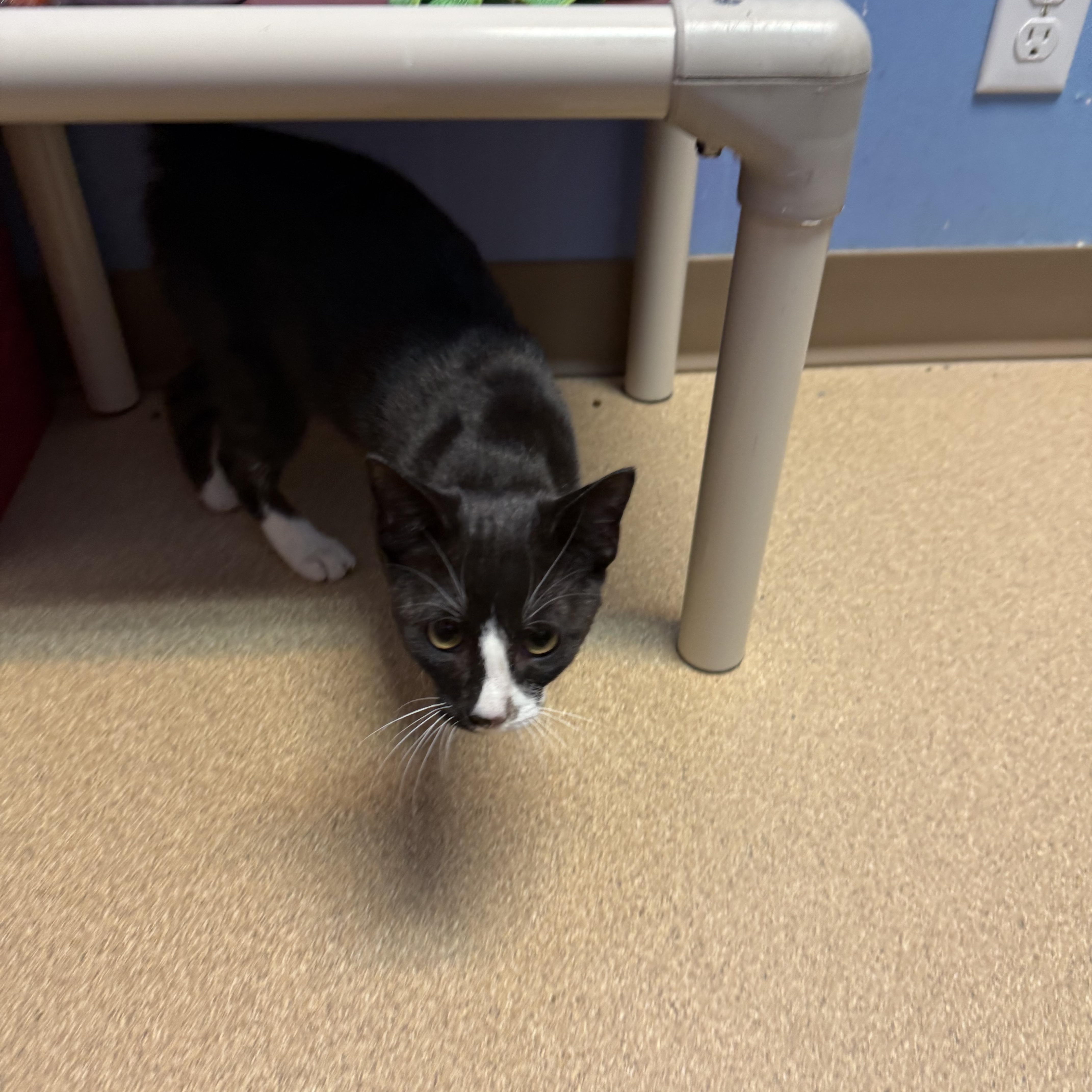 A young medium-sized male Black & White / Tuxedo Domestic Short Hair cat named GShock for adoption in Brookings, SD