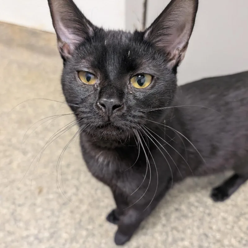 A young medium-sized male Black Domestic Short Hair cat named Max for adoption in Blue Ridge, GA