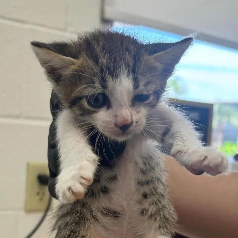 A baby small-sized female Domestic Short Hair cat named Rosalyn for adoption in Corpus Christi, TX
