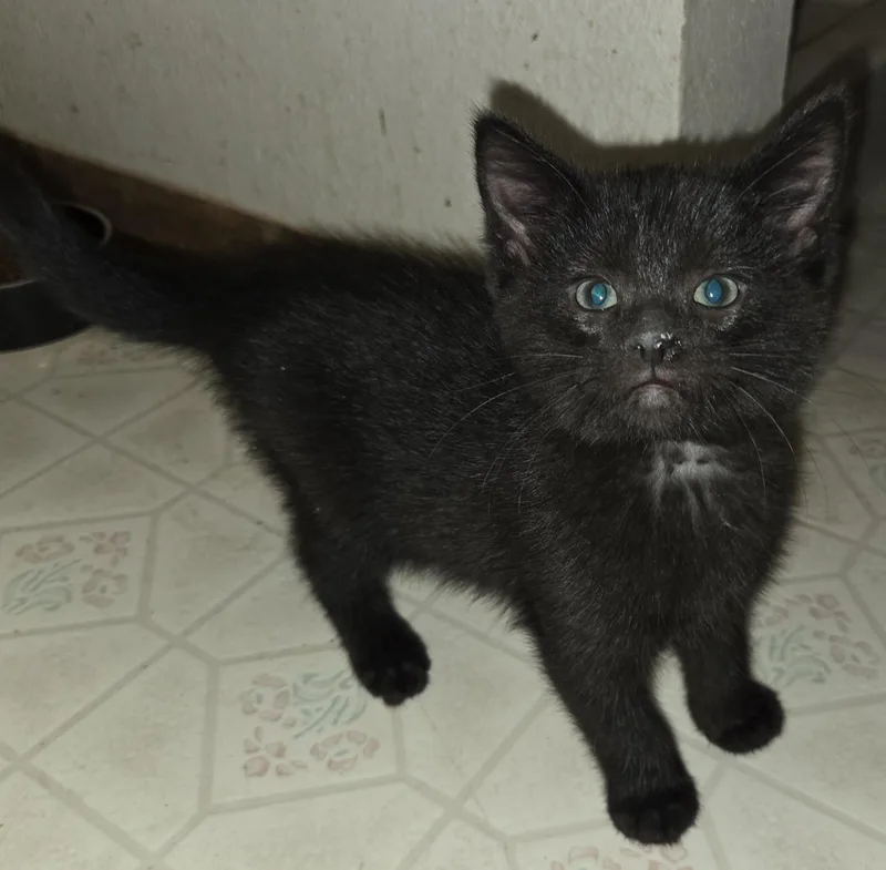 Cherry Garcia thumbnail 2