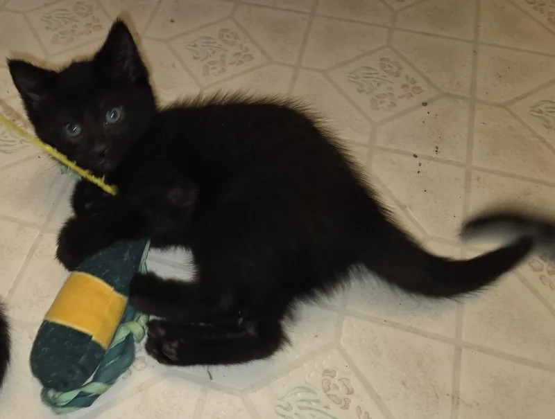 Cherry Garcia thumbnail 3