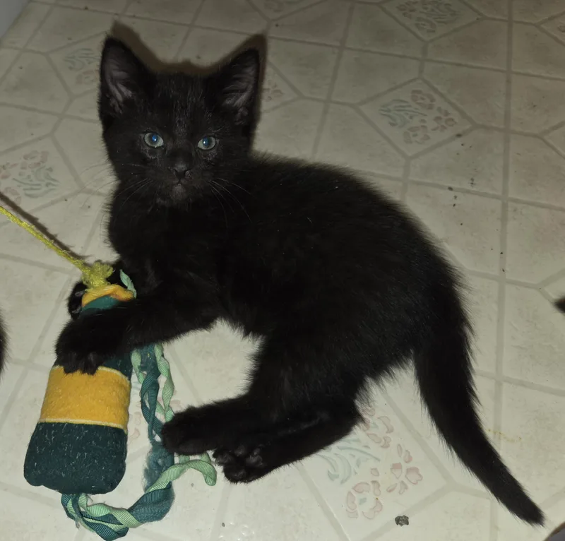 Cherry Garcia thumbnail 4