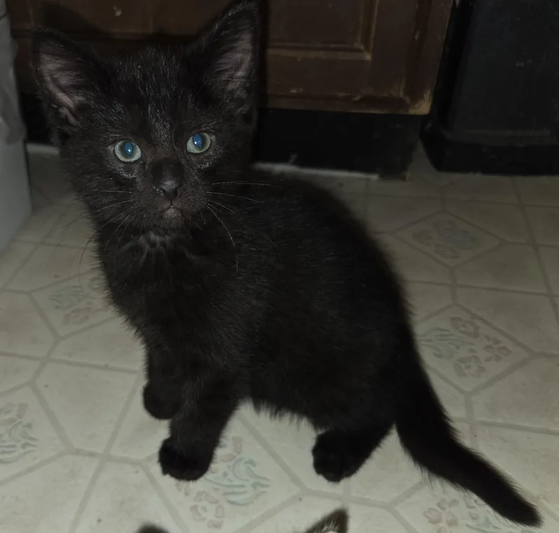 Cherry Garcia thumbnail 5