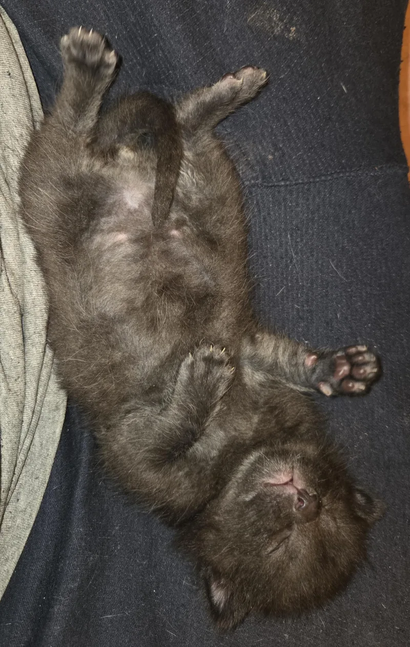 Cherry Garcia thumbnail 6