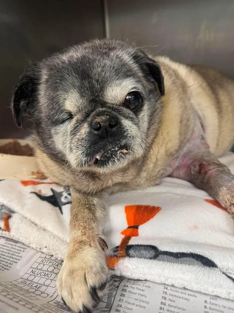 A senior small-sized female Pug dog named Maui for adoption in San Diego, CA
