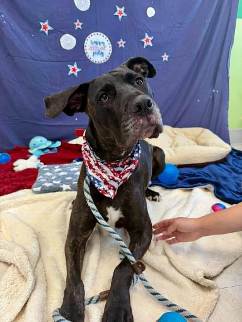 An adult medium-sized male Brindle Great Dane dog named Lucky for adoption in Culpeper, VA