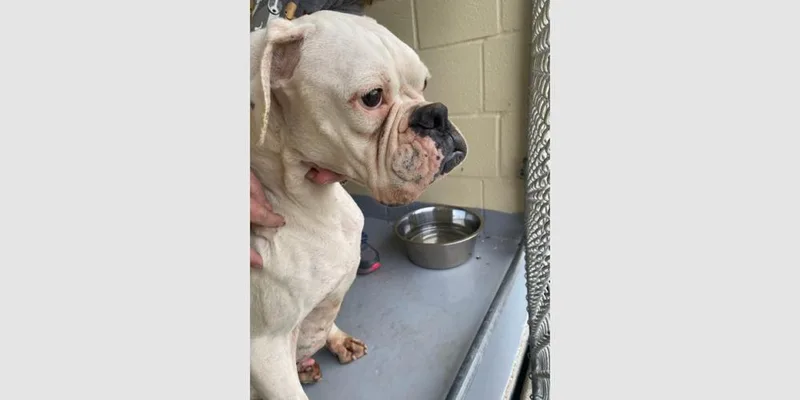 An adult medium-sized female White / Cream Boxer dog named Virian for adoption in Hewitt, TX