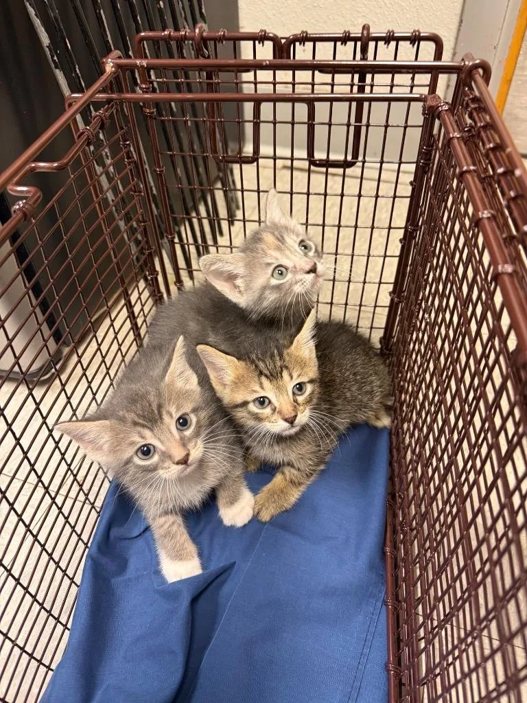 A baby medium-sized male American Bobtail cat named C for adoption in Sorrento, LA