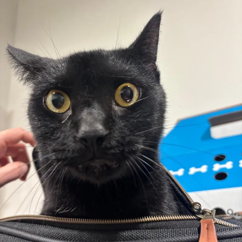 An adult large-sized male Black Domestic Short Hair cat named Ip for adoption in Tampa, FL