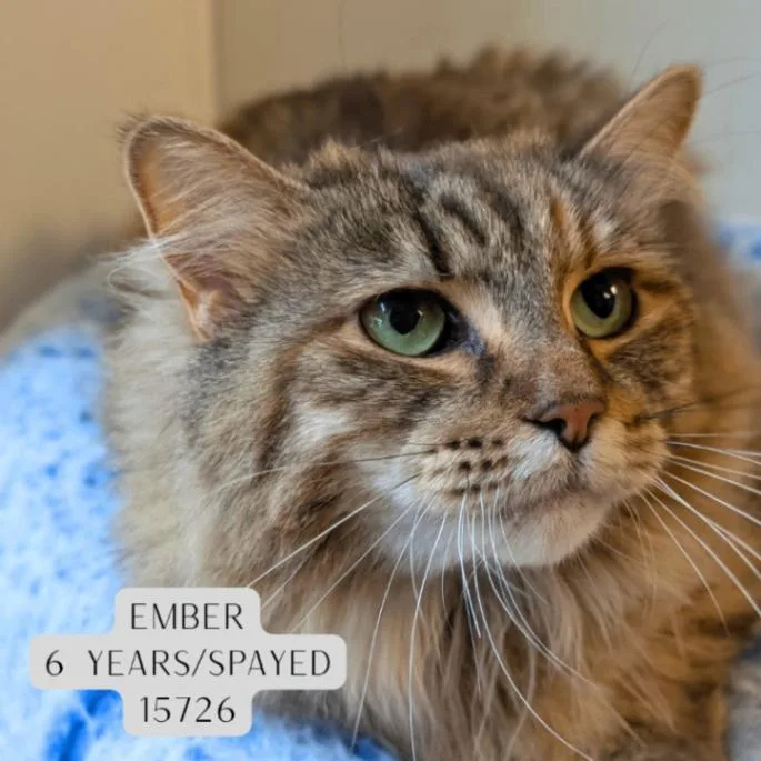 Ember
