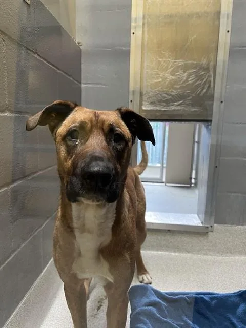 A young medium-sized female Black Mouth Cur dog named Moira for adoption in Alameda, CA