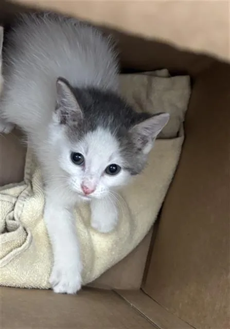 A baby medium-sized male Domestic Short Hair cat named Wofiee for adoption in Dallas, TX