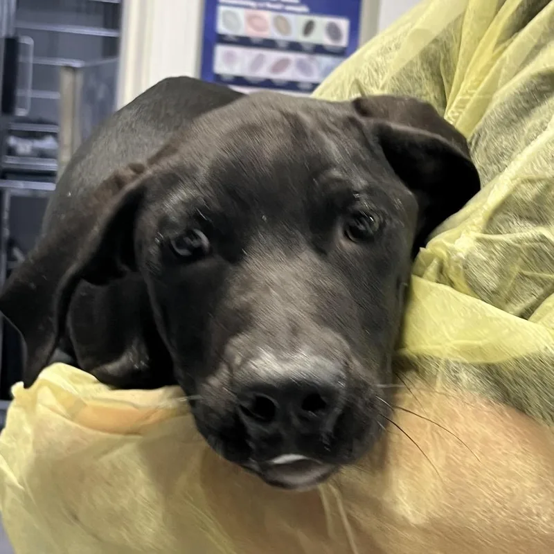 A baby medium-sized female Black Mixed Breed dog named Lilly for adoption in Marble, NC