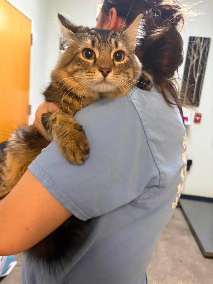 A young small-sized male Domestic Short Hair cat named Angus for adoption in Ocala, FL