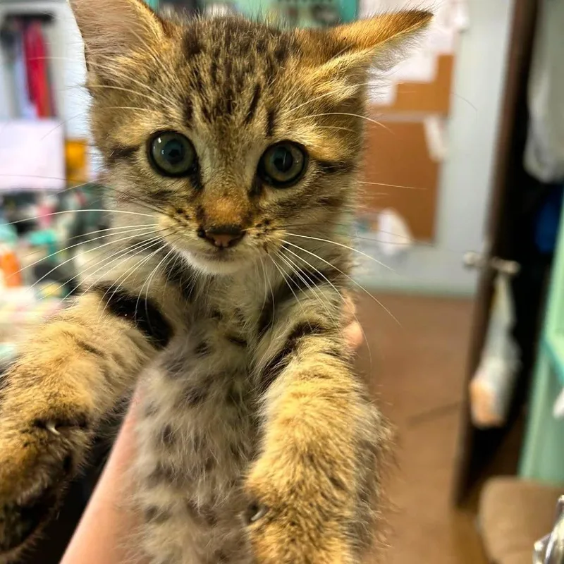 A baby small-sized male Gray / Blue / Silver Domestic Short Hair cat named Banshee for adoption in Madill, OK