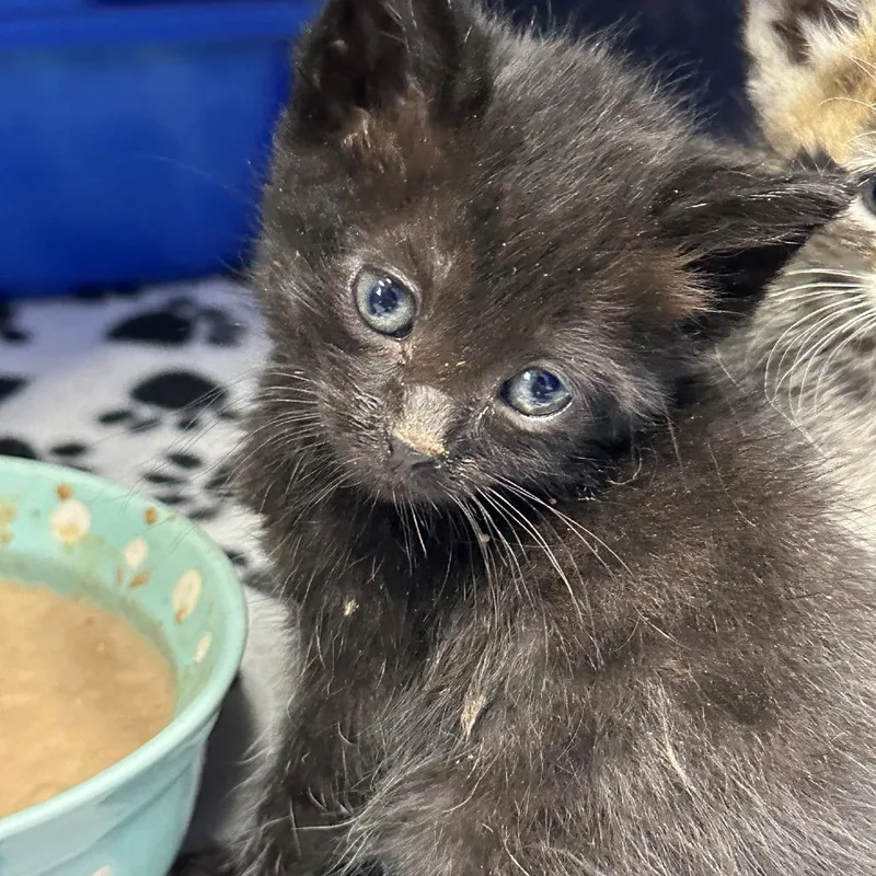 A baby small-sized male Domestic Short Hair cat named Nevada for adoption in Coos Bay, OR