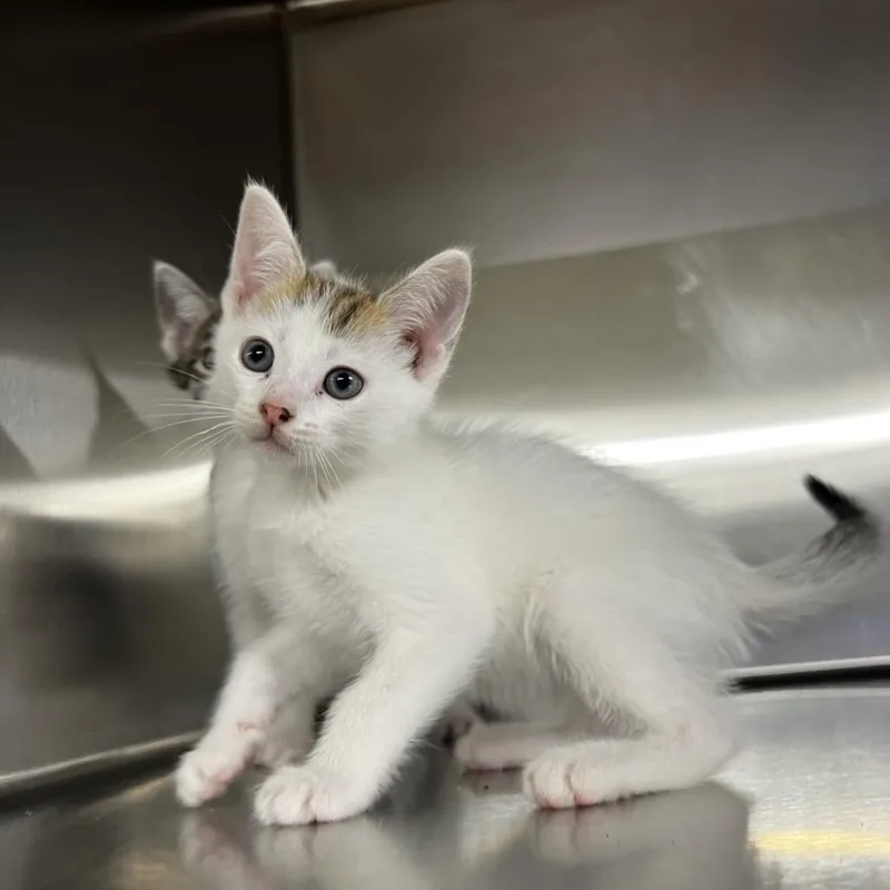 A baby small-sized male White Domestic Short Hair cat named Filo for adoption in Harrisville, WV