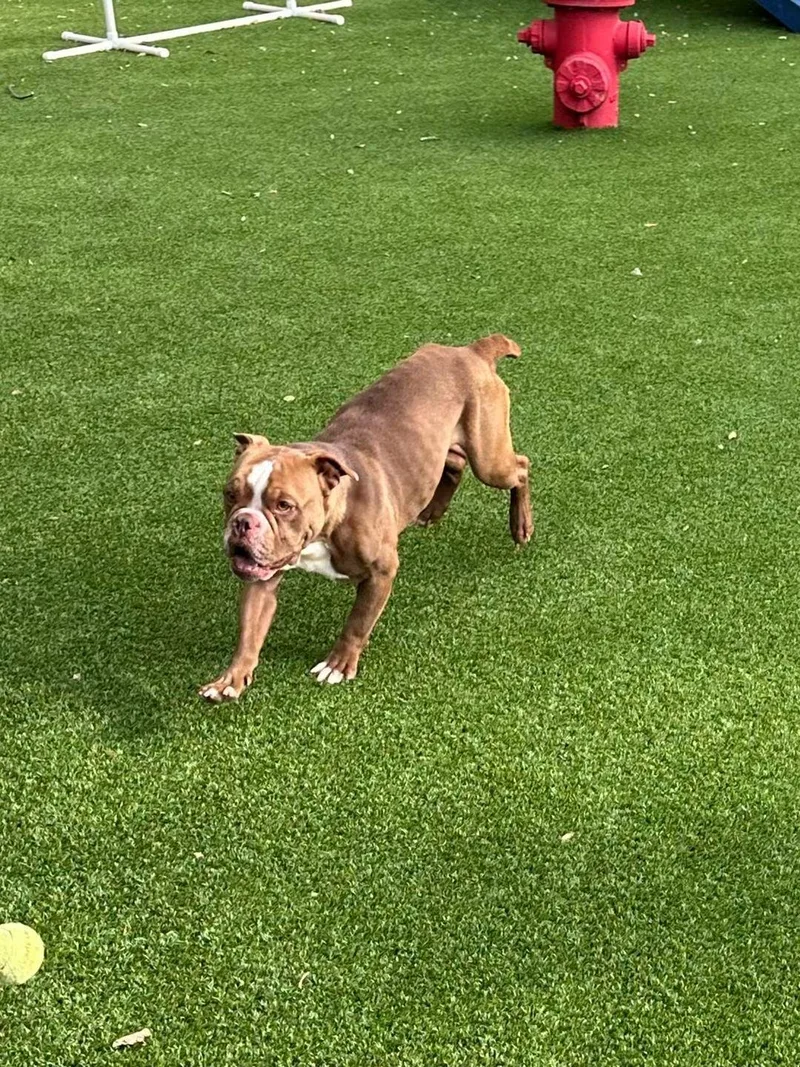 An adult medium-sized female English Bulldog dog named Pomelo for adoption in Allen, TX