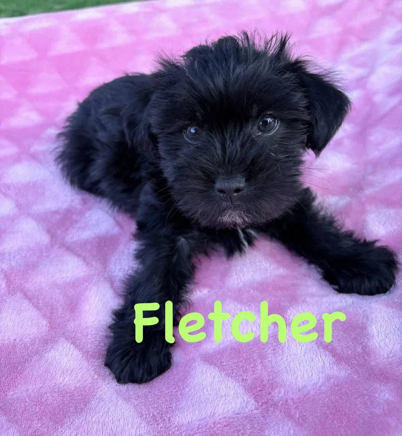 A young medium-sized male Shih Tzu dog named Fletcher for adoption in Lewistown, PA